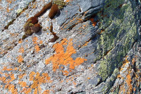 Lichen